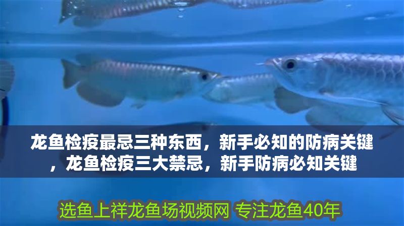 龍魚檢疫最忌三種東西，新手必知的防病關鍵，龍魚檢疫三大禁忌，新手防病必知關鍵