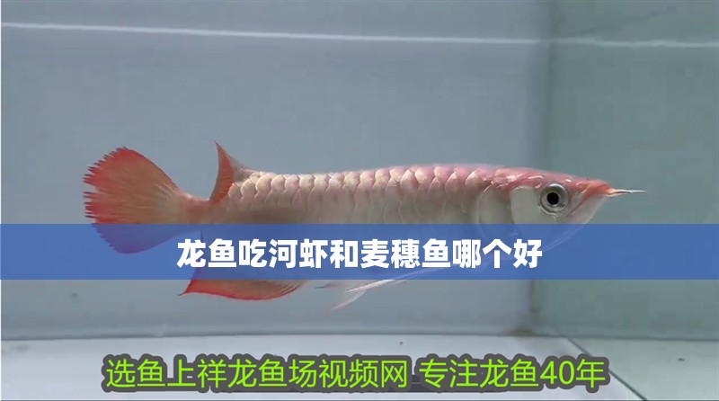 龍魚(yú)吃河蝦和麥穗魚(yú)哪個(gè)好