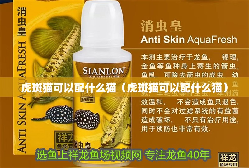 虎斑貓可以配什么貓（虎斑貓可以配什么貓）