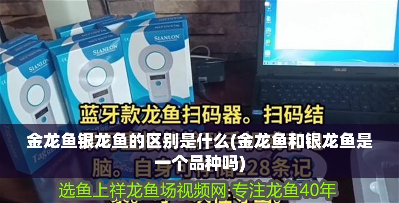 金龍魚銀龍魚的區別是什么(金龍魚和銀龍魚是一個品種嗎)