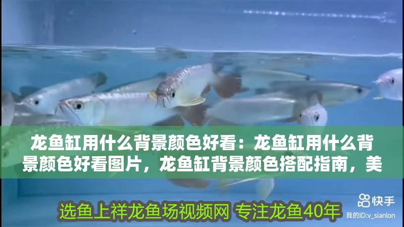龍魚缸用什么背景顏色好看：龍魚缸用什么背景顏色好看圖片，龍魚缸背景顏色搭配指南，美觀與