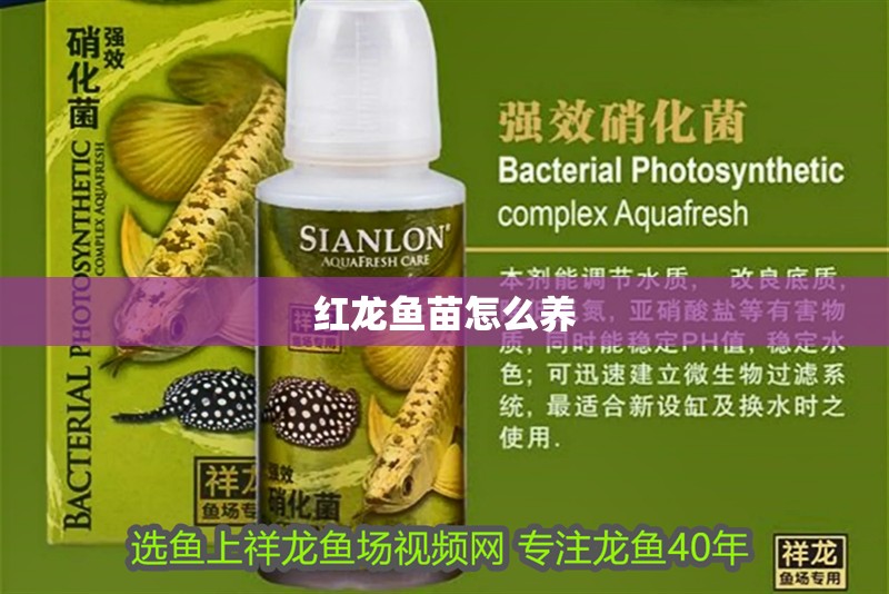 紅龍魚苗怎么養