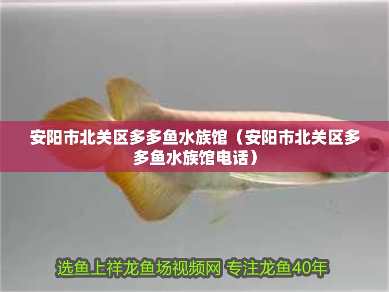 安陽市北關(guān)區(qū)多多魚水族館（安陽市北關(guān)區(qū)多多魚水族館電話）