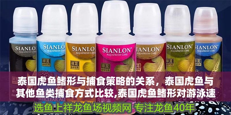 泰國(guó)虎魚鰭形與捕食策略的關(guān)系，泰國(guó)虎魚與其他魚類捕食方式比較,泰國(guó)虎魚鰭形對(duì)游泳速度的影響