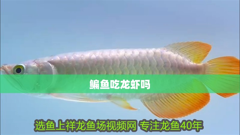 鳊魚吃龍蝦嗎