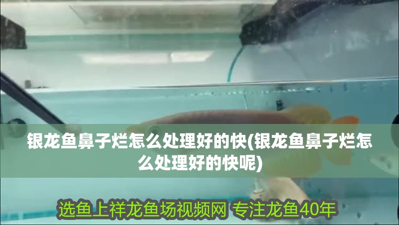 銀龍魚鼻子爛怎么處理好的快(銀龍魚鼻子爛怎么處理好的快呢)