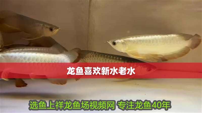 龍魚喜歡新水老水