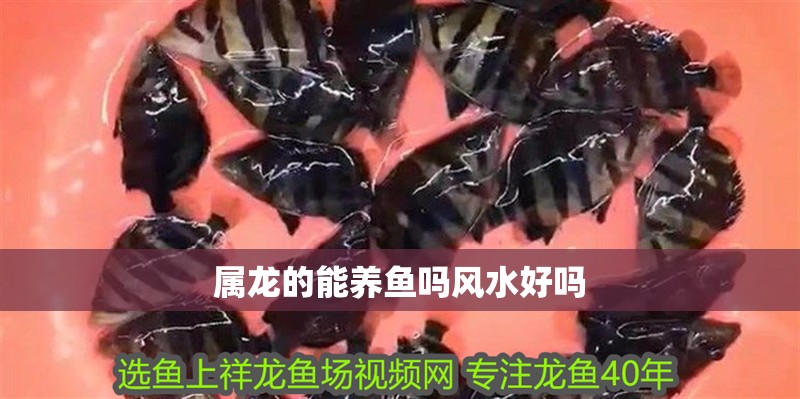 屬龍的能養(yǎng)魚(yú)嗎風(fēng)水好嗎