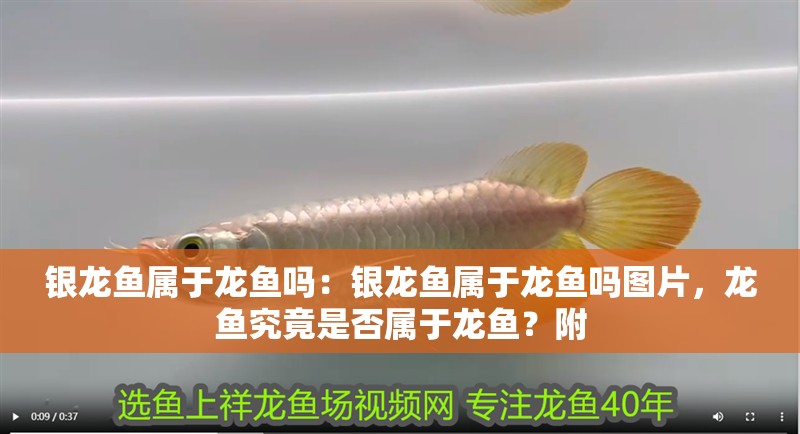 銀龍魚屬于龍魚嗎：銀龍魚屬于龍魚嗎圖片，龍魚究竟是否屬于龍魚？附