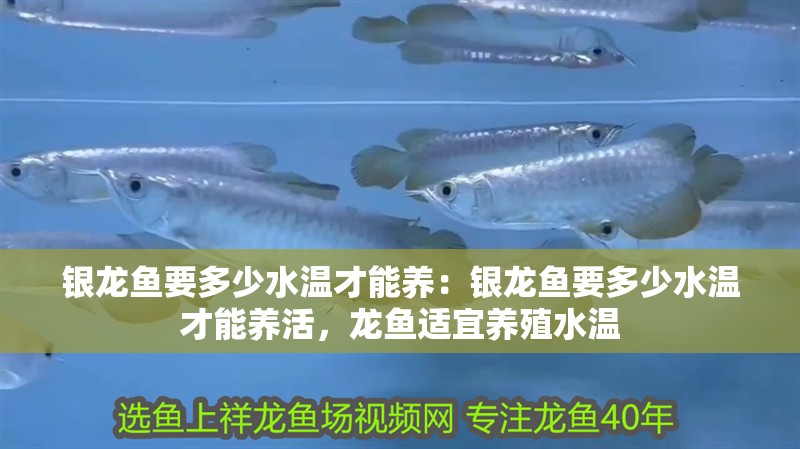 銀龍魚要多少水溫才能養：銀龍魚要多少水溫才能養活，龍魚適宜養殖水溫