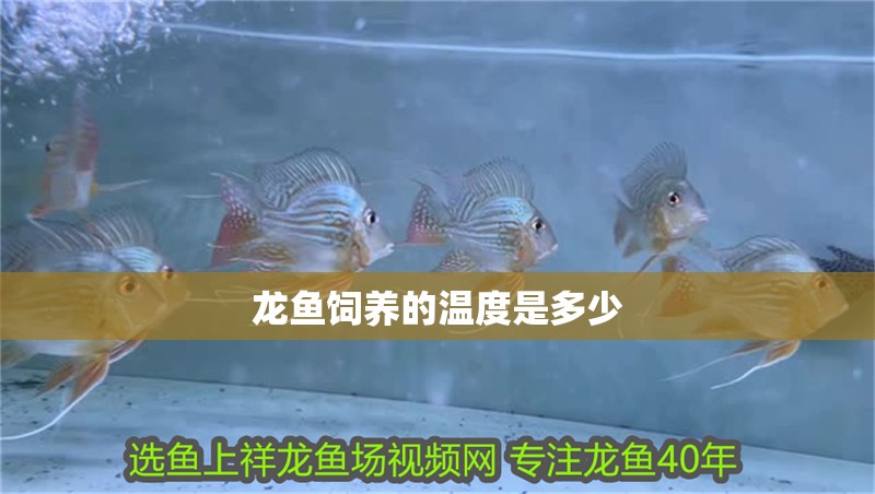 龍魚飼養的溫度是多少