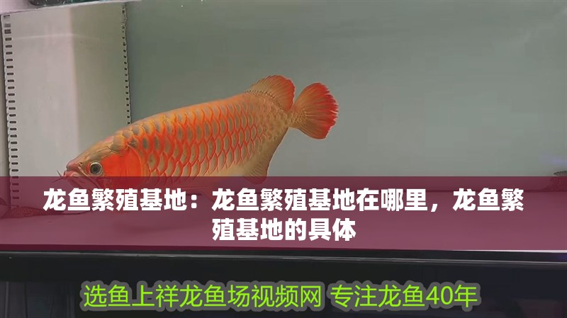 龍魚繁殖基地：龍魚繁殖基地在哪里，龍魚繁殖基地的具體
