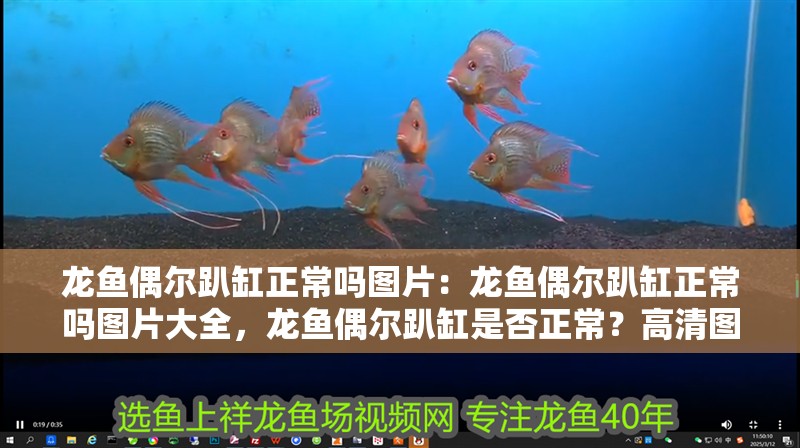 龍魚偶爾趴缸正常嗎圖片：龍魚偶爾趴缸正常嗎圖片大全，龍魚偶爾趴缸是否正常？高清圖片