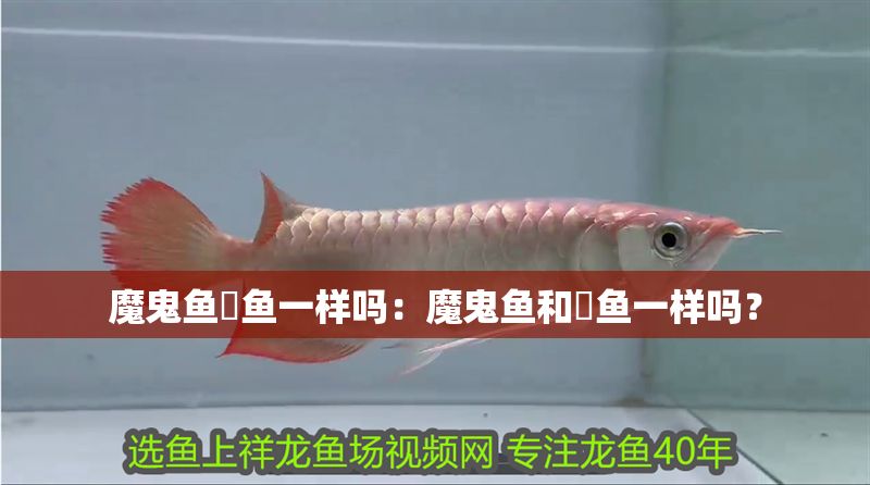 魔鬼魚魟魚一樣嗎：魔鬼魚和魟魚一樣嗎？