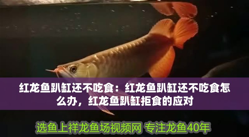 紅龍魚趴缸還不吃食：紅龍魚趴缸還不吃食怎么辦，紅龍魚趴缸拒食的應(yīng)對(duì)