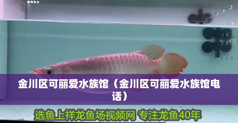 金川區(qū)可麗愛水族館（金川區(qū)可麗愛水族館電話）