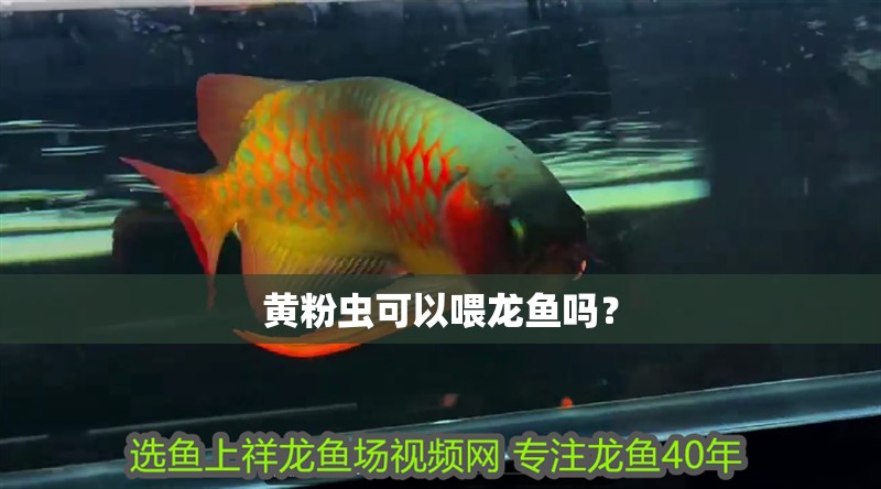 黃粉蟲可以喂龍魚嗎？