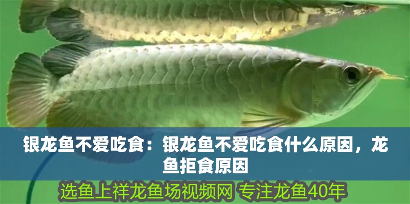 銀龍魚不愛吃食：銀龍魚不愛吃食什么原因，龍魚拒食原因