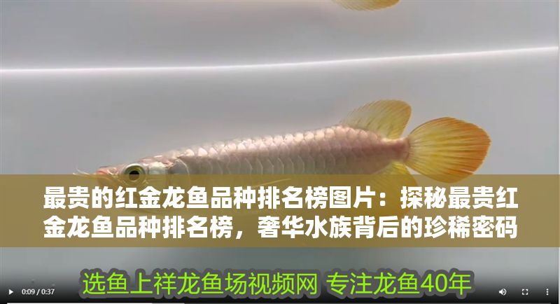 最貴的紅金龍魚品種排名榜圖片：探秘最貴紅金龍魚品種排名榜，奢華水族背后的珍稀密碼