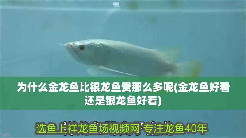 為什么金龍魚比銀龍魚貴那么多呢(金龍魚好看還是銀龍魚好看)