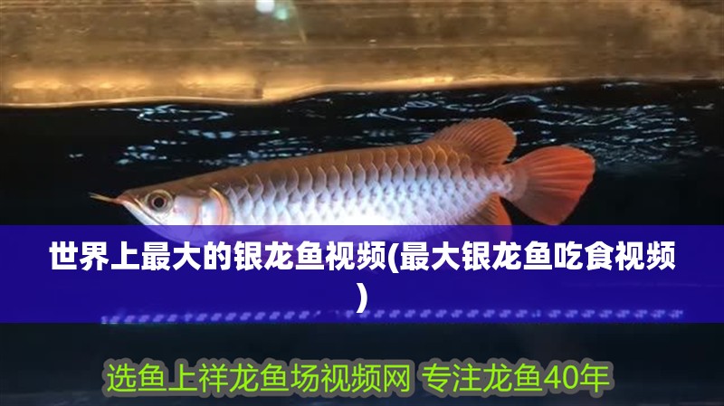 世界上最大的銀龍魚視頻(最大銀龍魚吃食視頻)