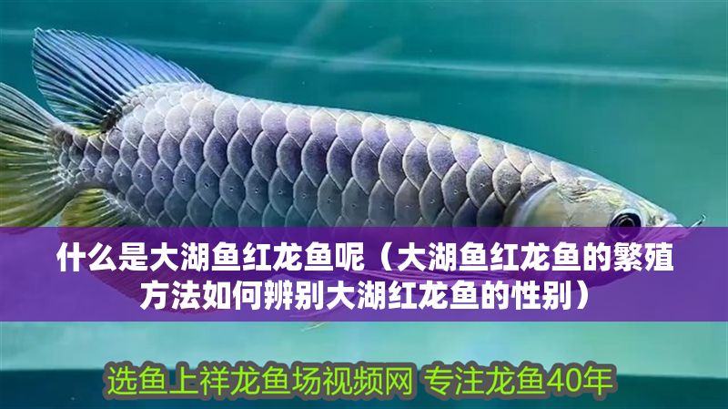 什么是大湖魚紅龍魚呢（大湖魚紅龍魚的繁殖方法如何辨別大湖紅龍魚的性別）