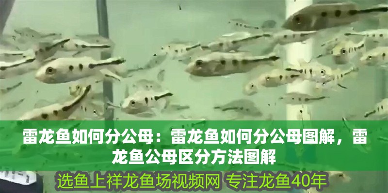 雷龍魚如何分公母：雷龍魚如何分公母圖解，雷龍魚公母區分方法圖解