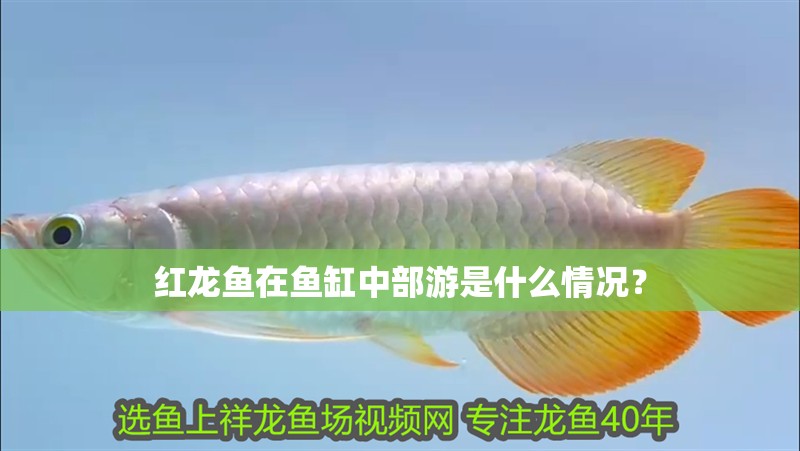 紅龍魚在魚缸中部游是什么情況？