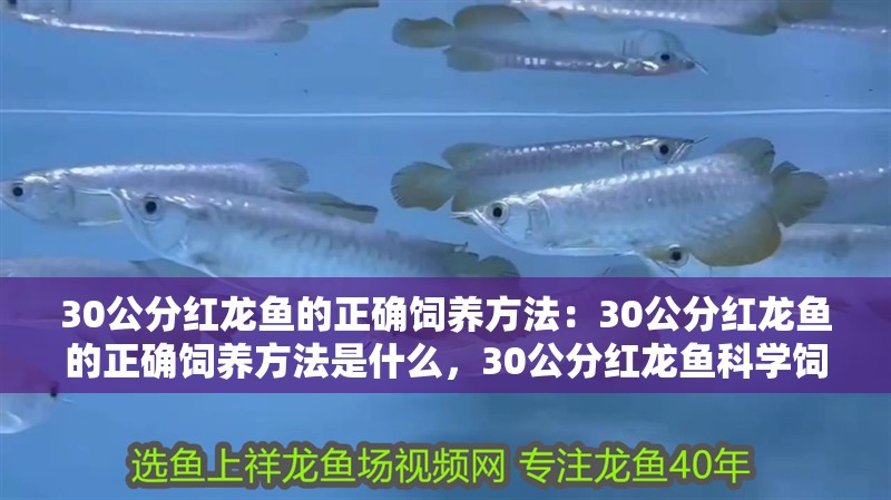 30公分紅龍魚的正確飼養方法：30公分紅龍魚的正確飼養方法是什么，30公分紅龍魚科學飼養全