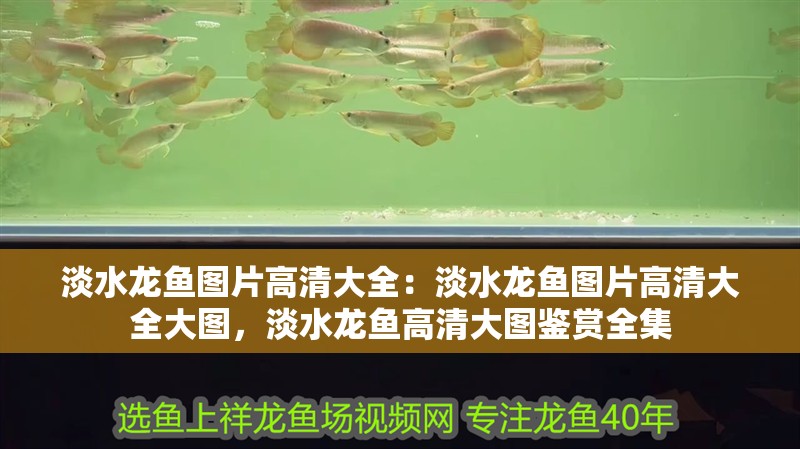 淡水龍魚圖片高清大全：淡水龍魚圖片高清大全大圖，淡水龍魚高清大圖鑒賞全集