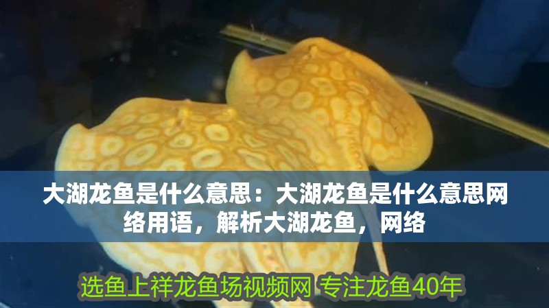 大湖龍魚是什么意思：大湖龍魚是什么意思網(wǎng)絡(luò)用語，解析大湖龍魚，網(wǎng)絡(luò)