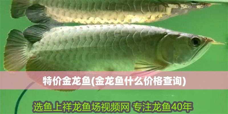 特價(jià)金龍魚(金龍魚什么價(jià)格查詢)