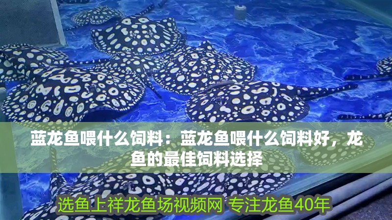 藍龍魚喂什么飼料：藍龍魚喂什么飼料好，龍魚的最佳飼料選擇