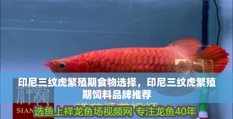 印尼三紋虎繁殖期食物選擇，印尼三紋虎繁殖期飼料品牌推薦