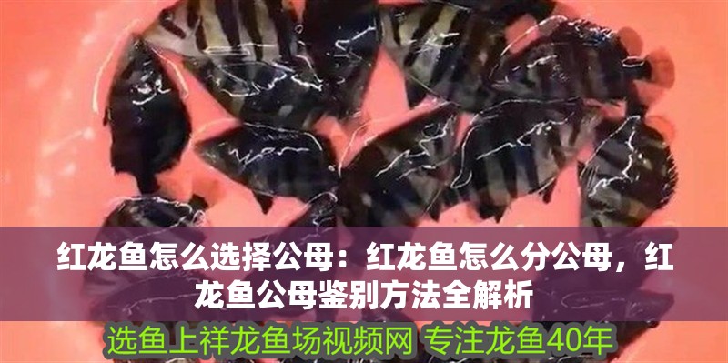 紅龍魚怎么選擇公母：紅龍魚怎么分公母，紅龍魚公母鑒別方法全解析