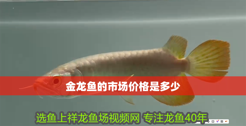 金龍魚的市場價格是多少