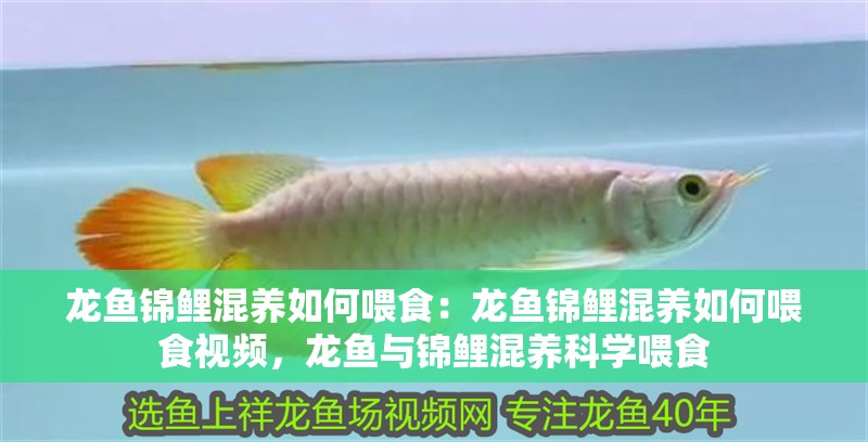 龍魚錦鯉混養(yǎng)如何喂食：龍魚錦鯉混養(yǎng)如何喂食視頻，龍魚與錦鯉混養(yǎng)科學(xué)喂食