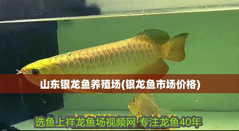 山東銀龍魚養殖場(銀龍魚市場價格)