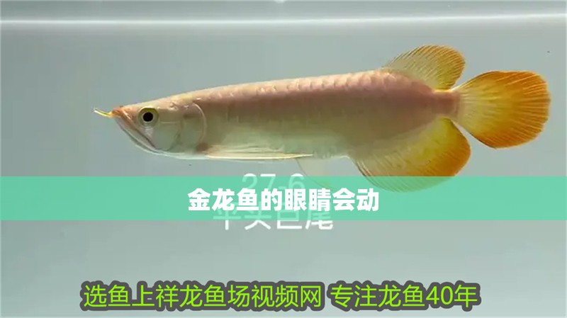 金龍魚的眼睛會動
