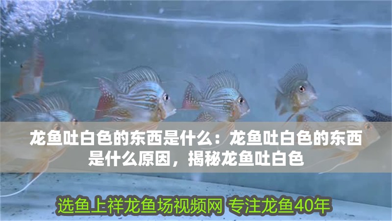 龍魚吐白色的東西是什么：龍魚吐白色的東西是什么原因，揭秘龍魚吐白色