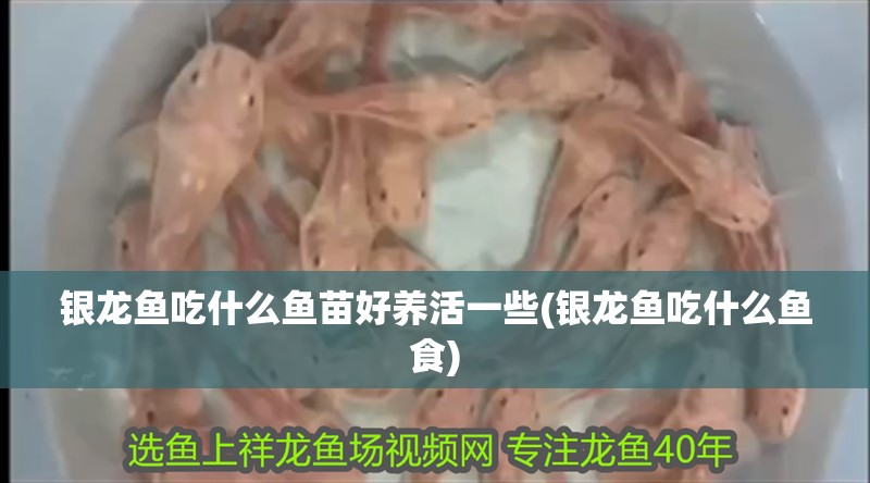 銀龍魚吃什么魚苗好養活一些(銀龍魚吃什么魚食)