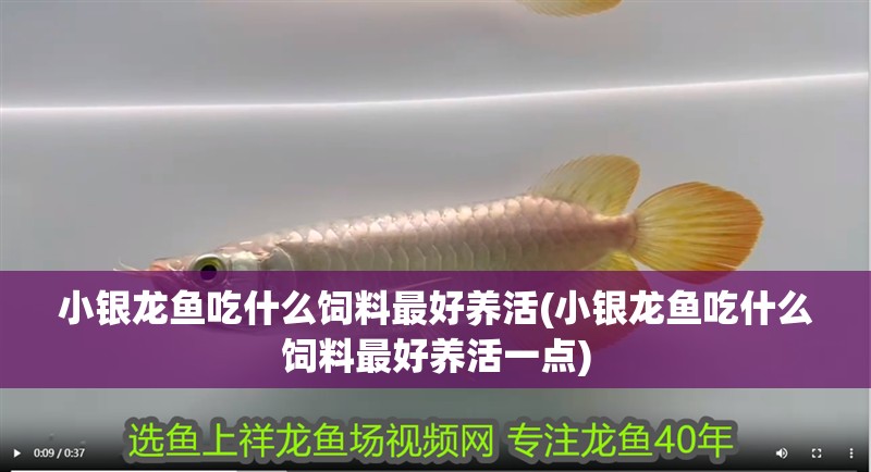 小銀龍魚吃什么飼料最好養活(小銀龍魚吃什么飼料最好養活一點)