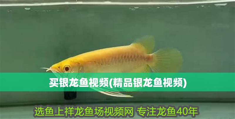 買銀龍魚視頻(精品銀龍魚視頻)