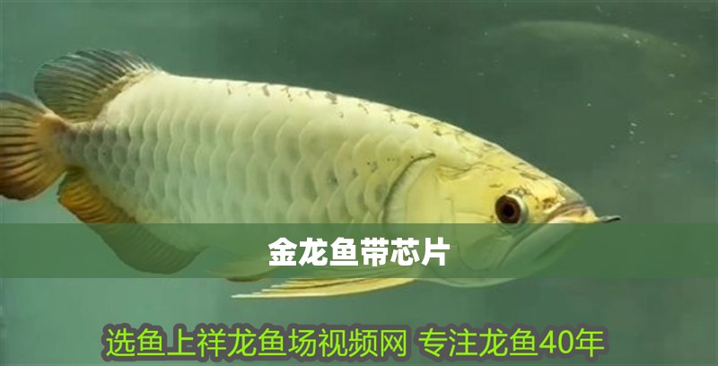 金龍魚帶芯片 金龍魚帶芯片 龍魚百科