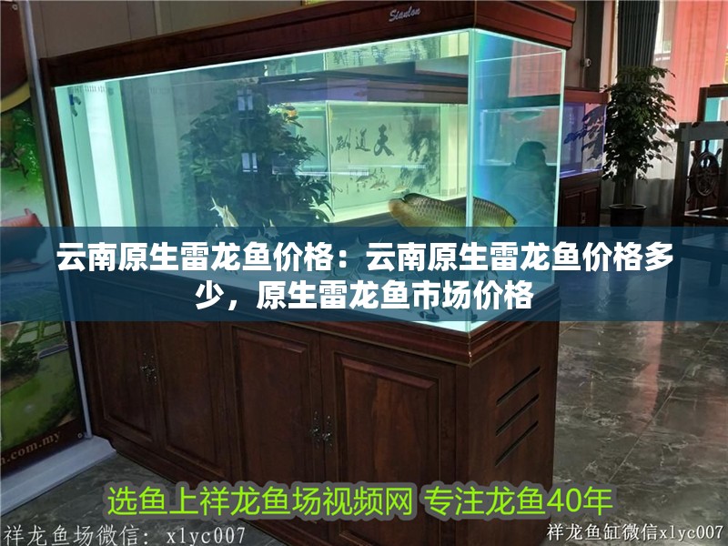 云南原生雷龍魚價格：云南原生雷龍魚價格多少，原生雷龍魚市場價格