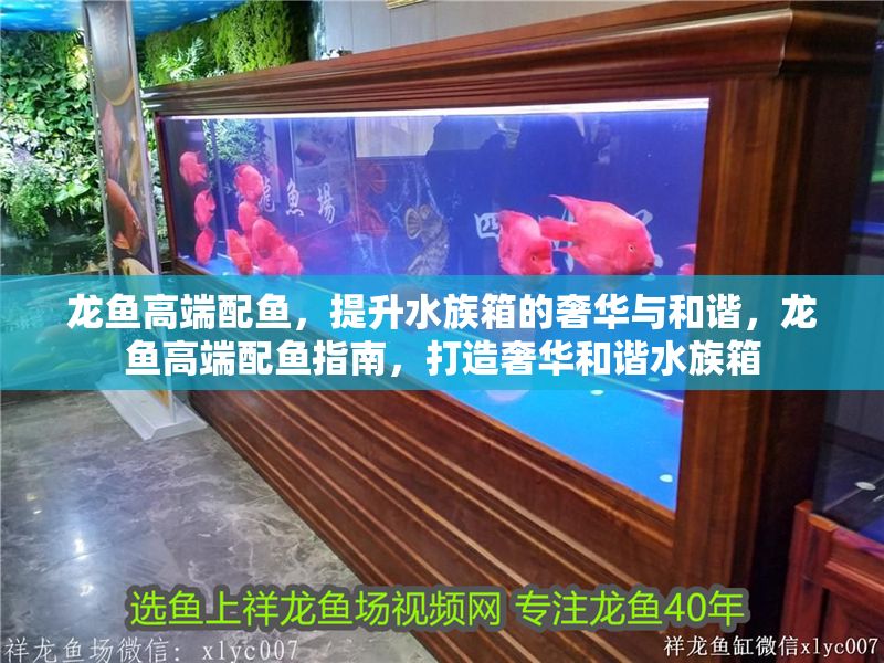 龍魚高端配魚，提升水族箱的奢華與和諧，龍魚高端配魚指南，打造奢華和諧水族箱