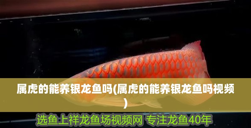 屬虎的能養(yǎng)銀龍魚嗎(屬虎的能養(yǎng)銀龍魚嗎視頻)