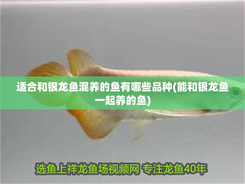 適合和銀龍魚混養的魚有哪些品種(能和銀龍魚一起養的魚)
