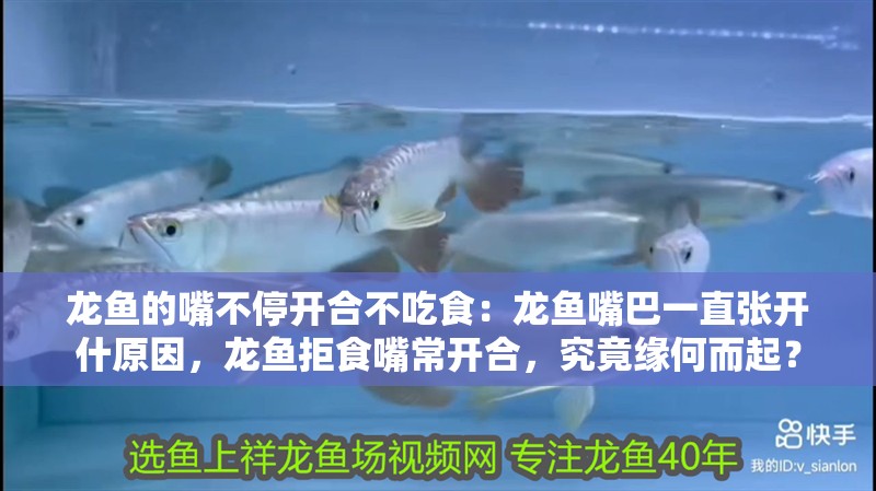 龍魚的嘴不停開合不吃食：龍魚嘴巴一直張開什原因，龍魚拒食嘴常開合，究竟緣何而起？ 龍魚的嘴不停開合不吃食：龍魚嘴巴一直張開什原因，龍魚拒食嘴常開合，究竟緣何而起？ 水族問答