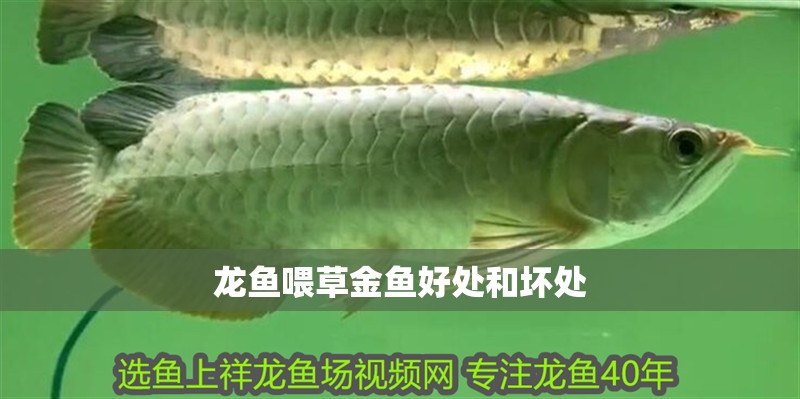 龍魚喂草金魚好處和壞處